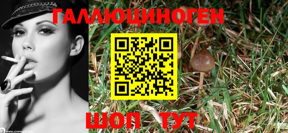 Галлюциногенные грибы Psilocybe  Вход с VPN  Улан-Удэ 